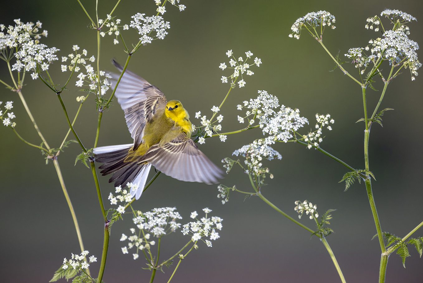 Yellow wagtail